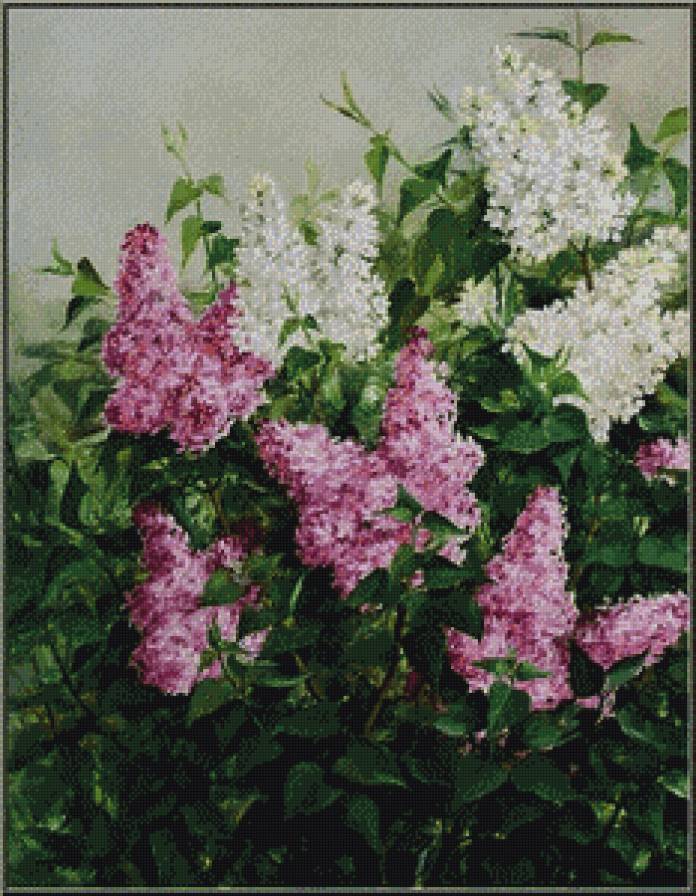 серия "сирень" - цветы.букеты.сирень - предпросмотр