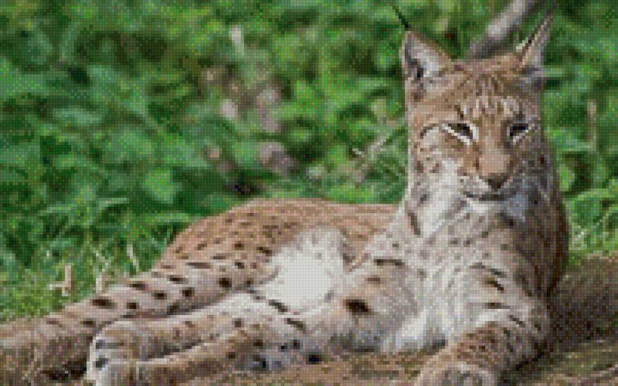 на отдыхе - животние - предпросмотр