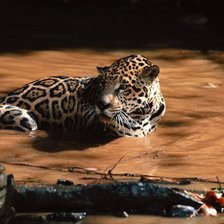 Схема вышивки «купание хищник»