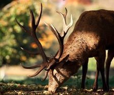 Схема вышивки «олень»