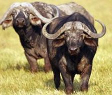 африка буйволы