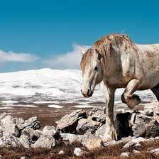 Схема вышивки «лошадь»
