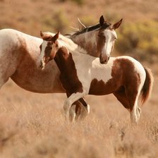 Схема вышивки «лошади»