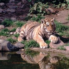 Схема вышивки «тигер»