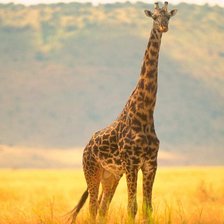 Схема вышивки «африка жыраф»