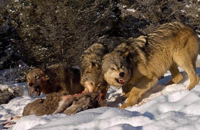 волки - жывотные - оригинал