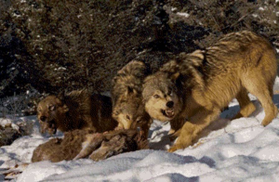 волки - жывотные - предпросмотр