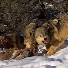 Схема вышивки «волки»