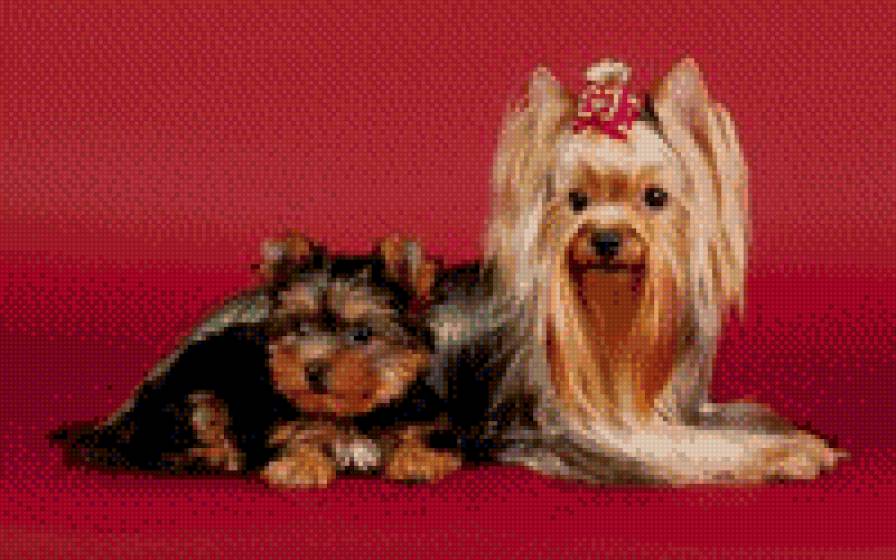 собаки - жывотные - предпросмотр