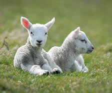 Схема вышивки «год овцы»