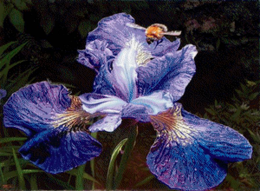 ирис - предпросмотр