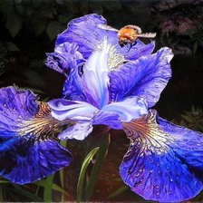 Схема вышивки «ирис»