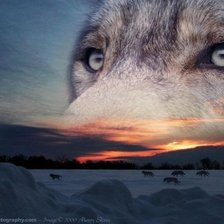 Схема вышивки «взгляд»