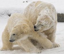 Схема вышивки «пара мишек»