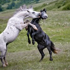 Схема вышивки «грацыя»