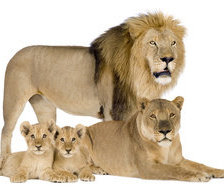 Схема вышивки «симья»