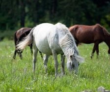Схема вышивки «лошади»