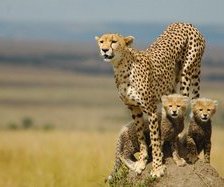 Схема вышивки «дикие кошки»