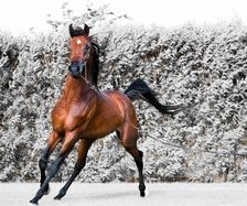 Схема вышивки «лошади»