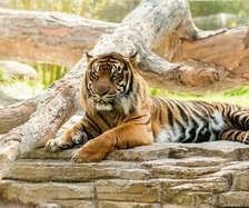 Схема вышивки «тигер»