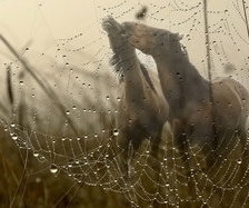 Схема вышивки «утро туманое»