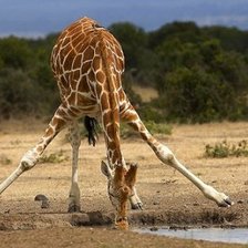 Схема вышивки «жырафы на  водопое»