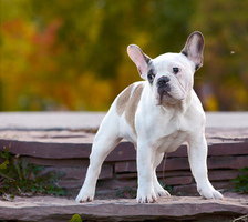 Схема вышивки «собаки»