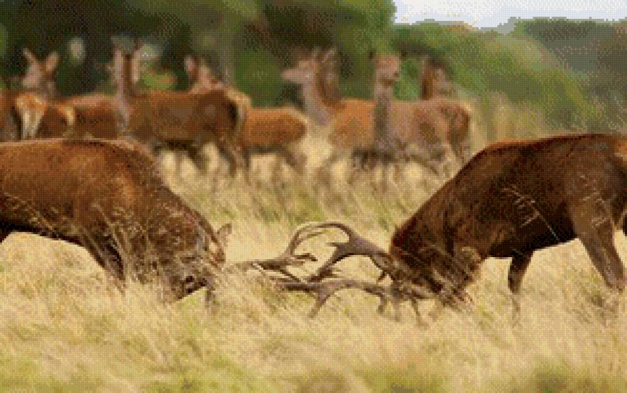 Олени - жывотные - предпросмотр