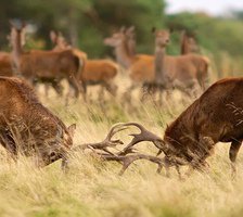 Схема вышивки «Олени»