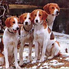 Схема вышивки «собаки»