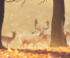 Схема вышивки «рание утро»