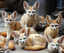 Схема вышивки «симья»