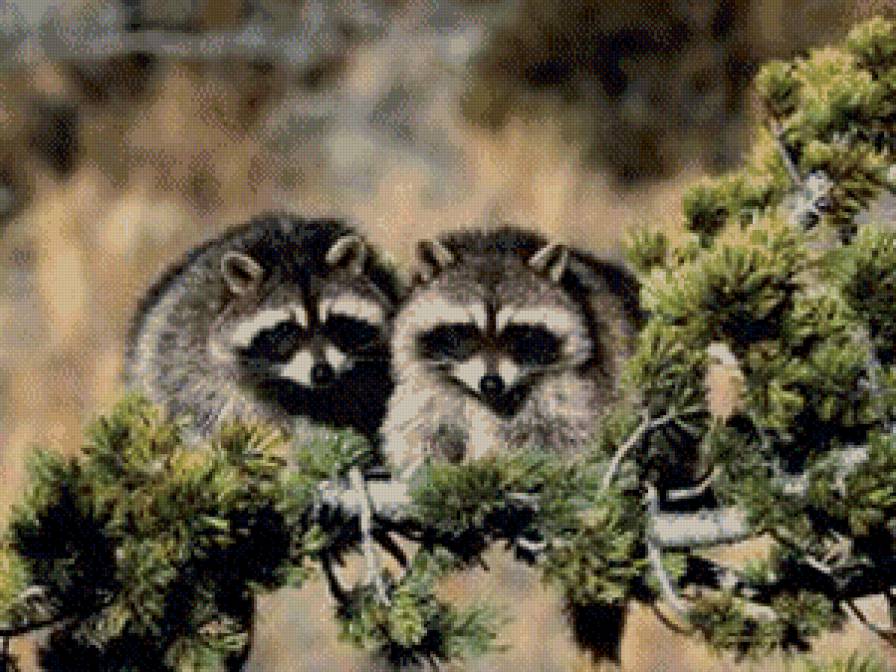 эноты - жывотные - предпросмотр