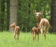 Схема вышивки «симья»