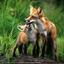 Схема вышивки «лиса симья»