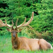 Схема вышивки «№835047»