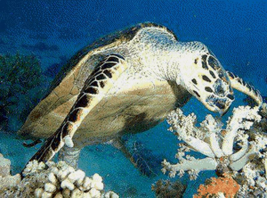 черепаха - жывотные - предпросмотр