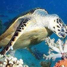 Схема вышивки «черепаха»