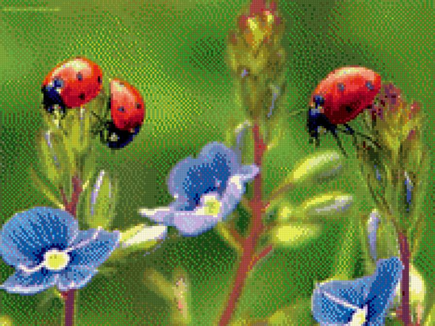 божьи коровки на цветах - цветы, божья коровка - предпросмотр