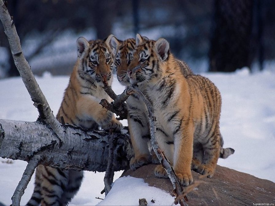 №835055 - оригинал