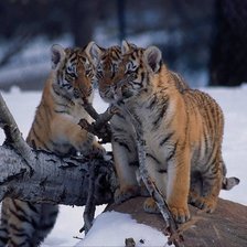 Схема вышивки «№835055»