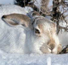 Схема вышивки «кролик»