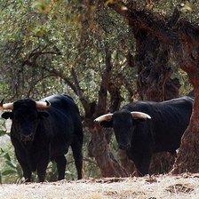 Схема вышивки «быки дикие»
