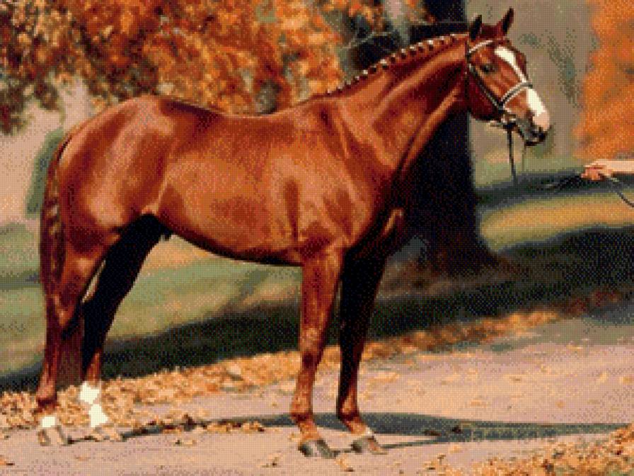 лошади - жывотные - предпросмотр