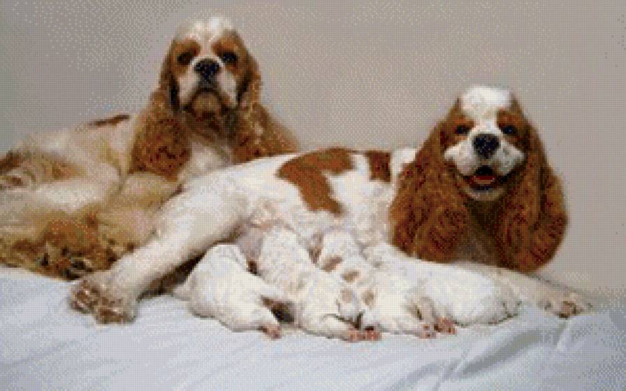 собаки - жывотные - предпросмотр