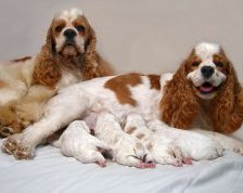 Схема вышивки «собаки»