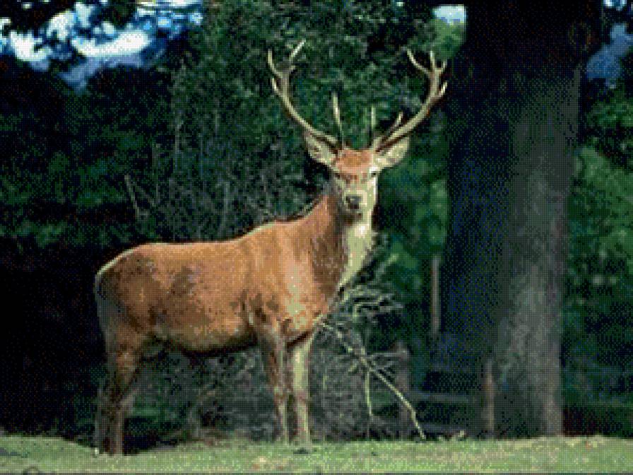 Олени - жывотные - предпросмотр