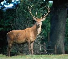 Схема вышивки «Олени»