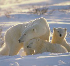 Схема вышивки «мишки»