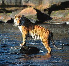 Схема вышивки «тигер»